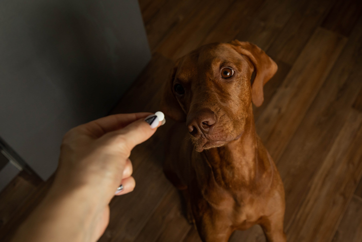 Pet medication organised beside a dog